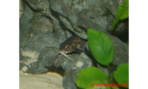 Synodontis grandiops